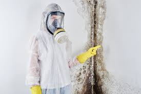 Why You Should Choose Our Mold Remediation Services in Sidney, MT